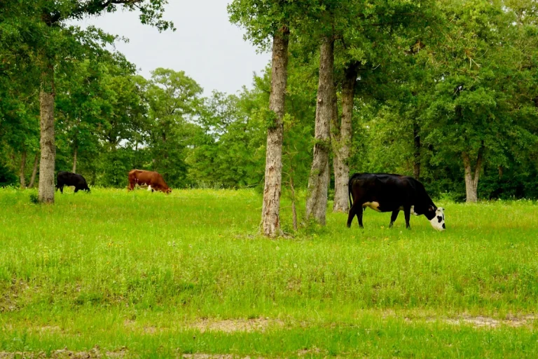 cowspiracy-the-sustainability-secret