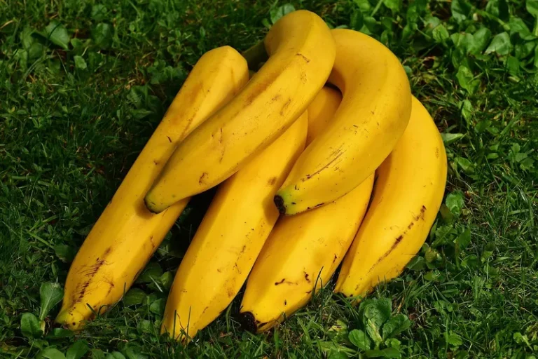 Gula bananer på köksbord